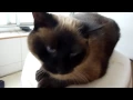 Siamese cat meowing before I take a shower