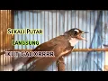 Download Lagu Sikatan Kipas GACOR Ngotot Cocok Untuk Masteran/Pancingan Burung Anda