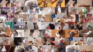 CIAOちゅ～る（フル）