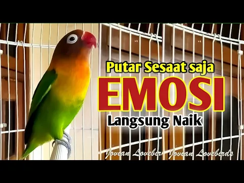 Download MP3 DENGAR SESAAT SAJA, Bikin Lovebird Manapun cepat Terpancing, EMOSI NAIK ikut Ngekek Panjang