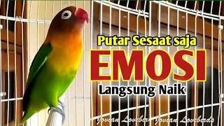dengar sesaat saja bikin lovebird manapun cepat terpancing emosi naik ikut ngekek panjang