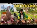 Lagu GIRINGAN KE 3 PIYIK GAMBIR PlONTANG