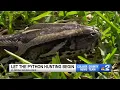 2024 Florida Python Challenge begins across Florida Everglades