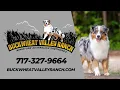 Mini Australian Shepherd Breeder