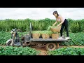 Harvesting Long Green Beans, Use Truck Transport Many Long Green Beans Goes To Market Sell