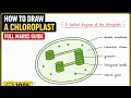 CHLOROPLAST DIAGRAM labels functions explained Photosynthesis grade 8-12 Life Science