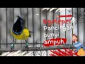 Download Lagu TAK LAMA ⁉️ SOGON MANAPUN TAK TAHAN LANGSUNG AUTO BUNYI NGLEPER NEMBAK PANJANG