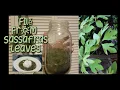 File Powder for Gumbo from Sassafras leaves