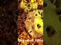 Download Lagu dallol danakil depression #afar #youtubeshorts #foryou