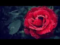 Alex Keeper - Can You Stay ( No Copyright Music )