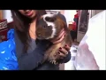 The biggest guinea pig ever