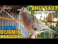 Download Lagu PERKUTUT LOKAL GACOR / PANCINGAN TERAMPUH PERKUTUT LOKAL ASLI ALAM