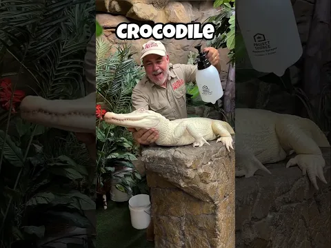 Rare White animals that actually exist. #animals #shorts