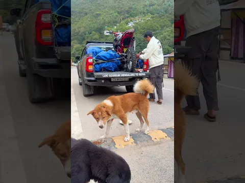 In the mountains of Arunachal Pradesh, spreading a little love wherever I go. 🏔️🐾 #lekigoswami