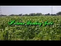 Download Lagu Palaran Dandang Gulo