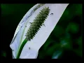 TV Ad Microsoft XBox - Mosquito #tvproduction #tvc #advertising #commercial #advertisingagency