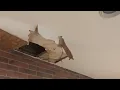 Abandoned Noland Fashion Square shopping center Independence Missouri December 2025 update