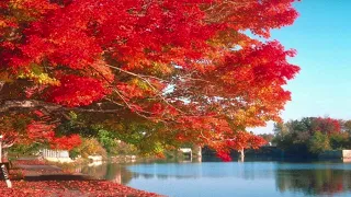 鋼琴曲 Richard Clayderman Dream Wedding 理查克萊德門 夢中的婚禮 Mariage D Amour 50分鐘循環 