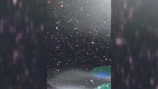 حبيبى تعبت من بعده   نغمه  تامر عاشور دندنها