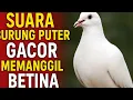 Download Lagu Suara Burung Puter Gacor Paling Ampuh Memikat Betina