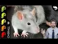 Rat The Best Pet Mammal