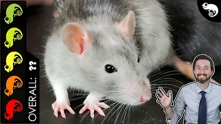 Rat The Best Pet Mammal