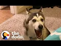 Husky Uses Buttons To Bully Her Parents — And They LOVE IT | The Dodo