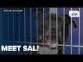 RESCUE ROUNDUP Overlooked dog at Genesee County shelter seeks forever home