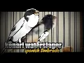 Download Lagu kenari spanish timbrado|Canary Powerfull Training Song