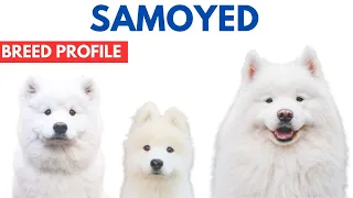 Samoyed Breed Profile History - Price