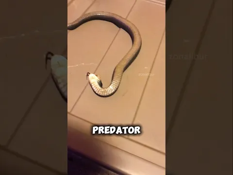 Ular Ini Pura-Pura Mati