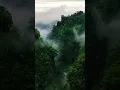Download Lagu HUTAN YANG MASIH ALAMI KAMERA DRONE UDARA#birds