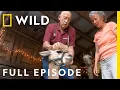 Tater Swift and the Ailing Alpaca Full Episode The Incredible Dr Pol