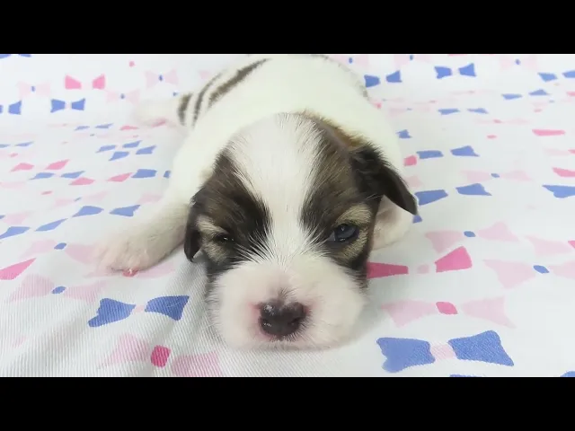 動画