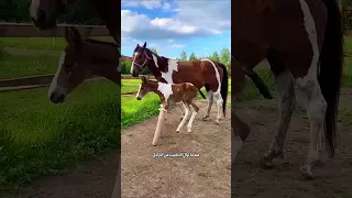 خطوات الحصان الأولى 