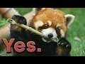 Are Red Pandas going extinct