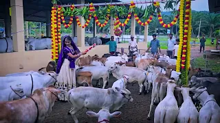 Likeeta With Nadipathy Cattle Celebrating Krishnashtami | Love & care At one Place Nadipathy Goshala