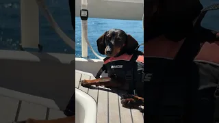 So many new sniffies at sea🐟🌊 #dog #sailing #boatlife