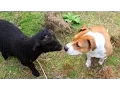 Lagu Angry ram gets aggressive defending his son