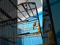 TEMBAKANNYA TIADA TANDING , PANCAWARNA MASTERAN TERBAIK SAAT INI