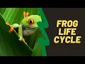 Frog Life Cycle For Kindergarten - Life cycle Of A Frog For Kids