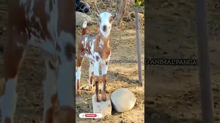 Wow Wonderful Deer Cross Breed Goat Kid Short Youtube Youtubeshorts 