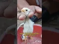 Download Lagu cara mudah membedakan anak ayam jantan dan betina