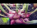 Download Lagu begini cara menanam bawang merah dari awal sampai panen tanpa pupuk