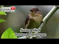 Download Lagu suara pikat burung plamboyan #mikatburung #burungflamboyan