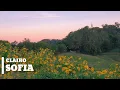 Clairo - Sofia