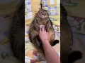 Download Lagu Funny Fat Cat | Please Subscribe | #funny #funnycat #fatcat #cat #cats #animals #funnyanimals