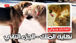 الهجوم المميت علي اقوي واشهر كلب في العالم لسنه 2025 الملك تشارلز الجزء التاني 