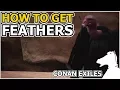 How to get Feathers CONAN EXILES