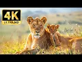 Lagu Enchanting Piano Music Paired with Breathtaking 4K Wildlife \u0026 Nature Footage